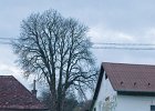 Foto (23) : Vánoční strom - Doubravy 28.11.2015
